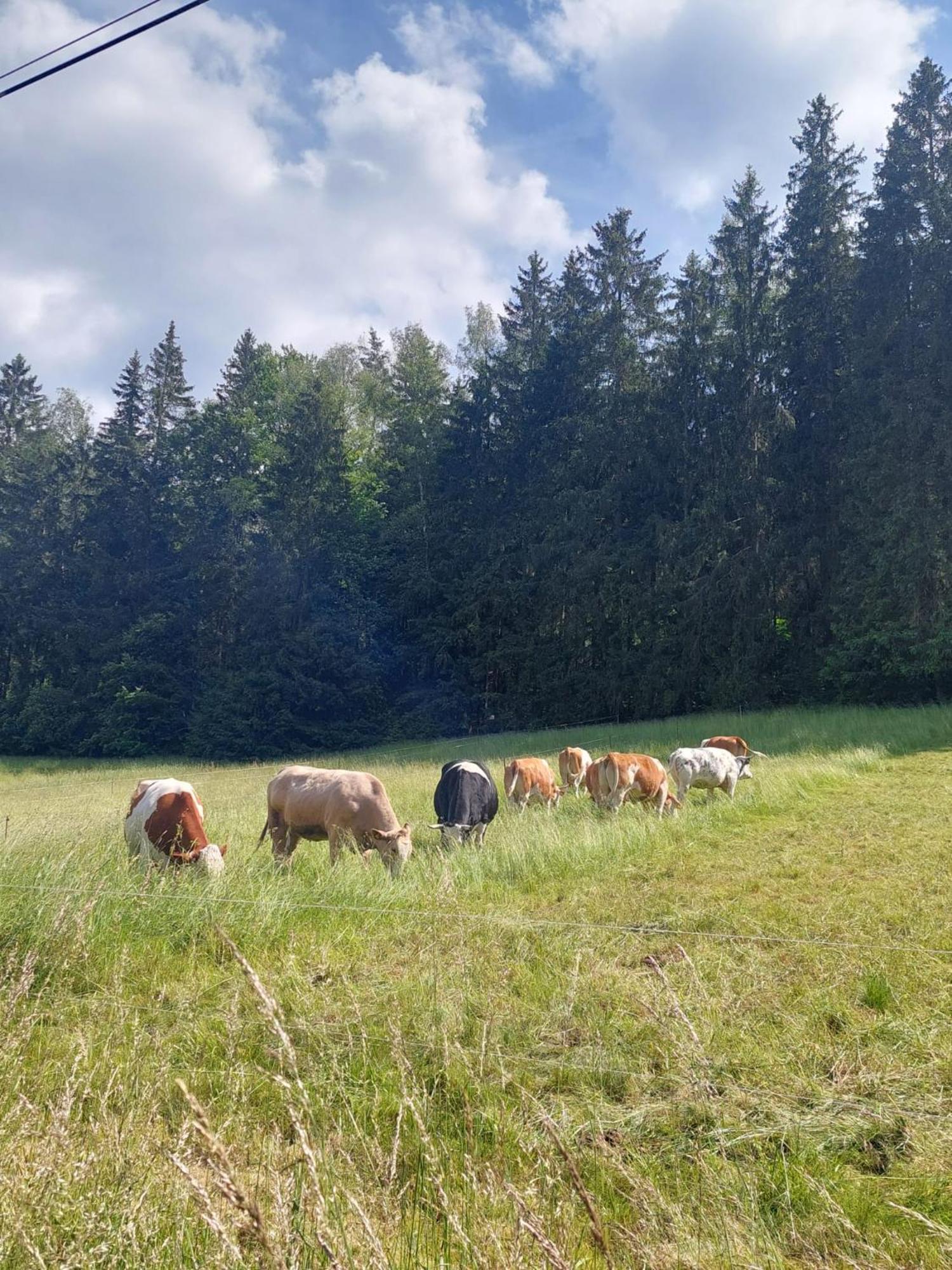 Ferienhaus Rosemarie Erlbach Vogtland Exteriör bild